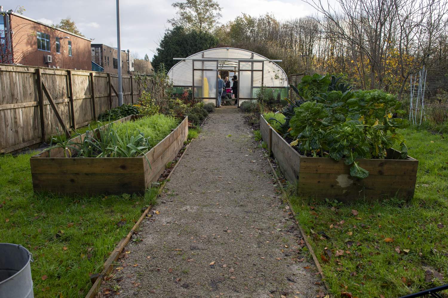 A college garden with raised beds of vegetables leading to a greenhouse, surrounded by a wooden fence and autumn trees.