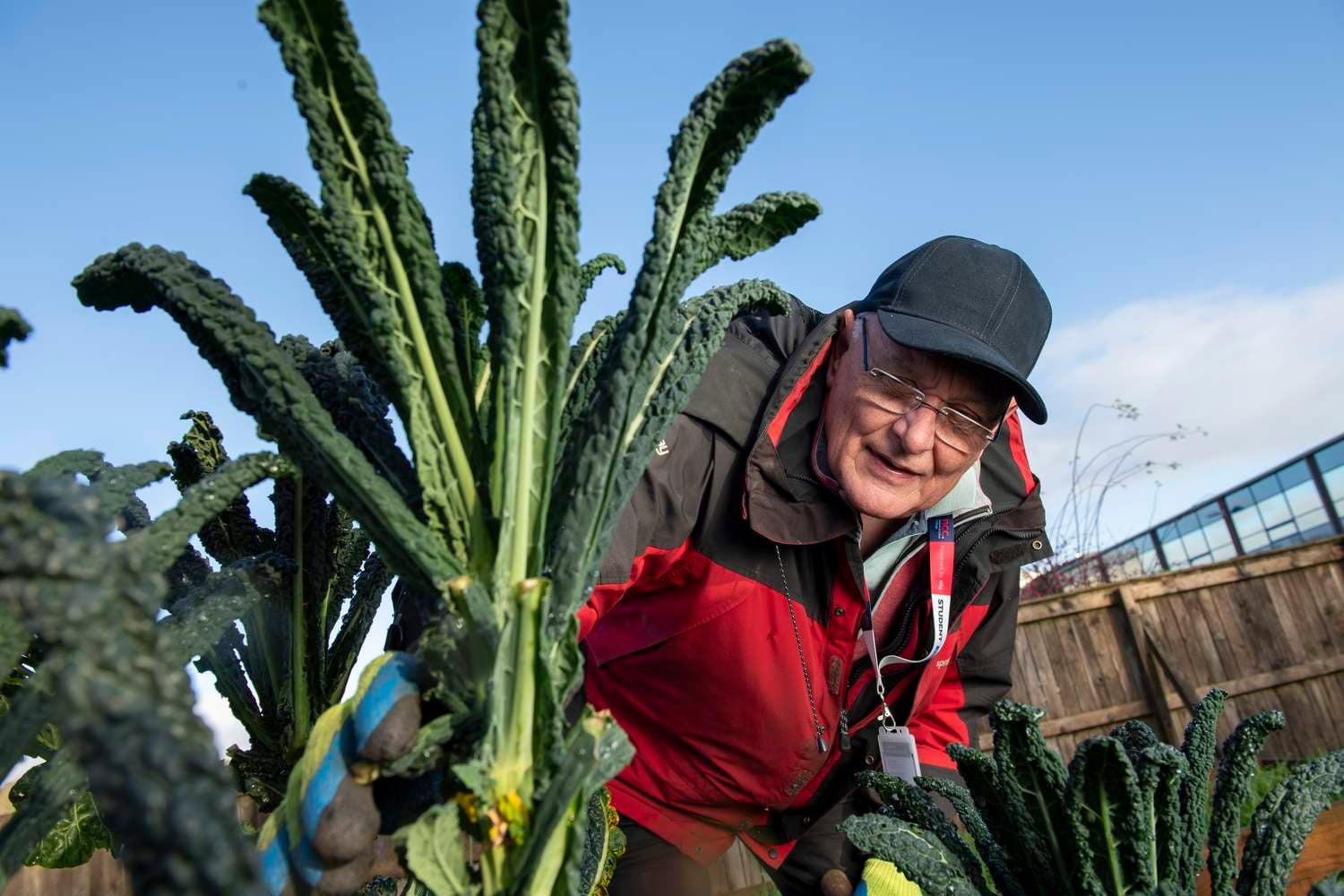A man in a red jacket and black cap stands next to tall green kale plants, smiling and looking at them.