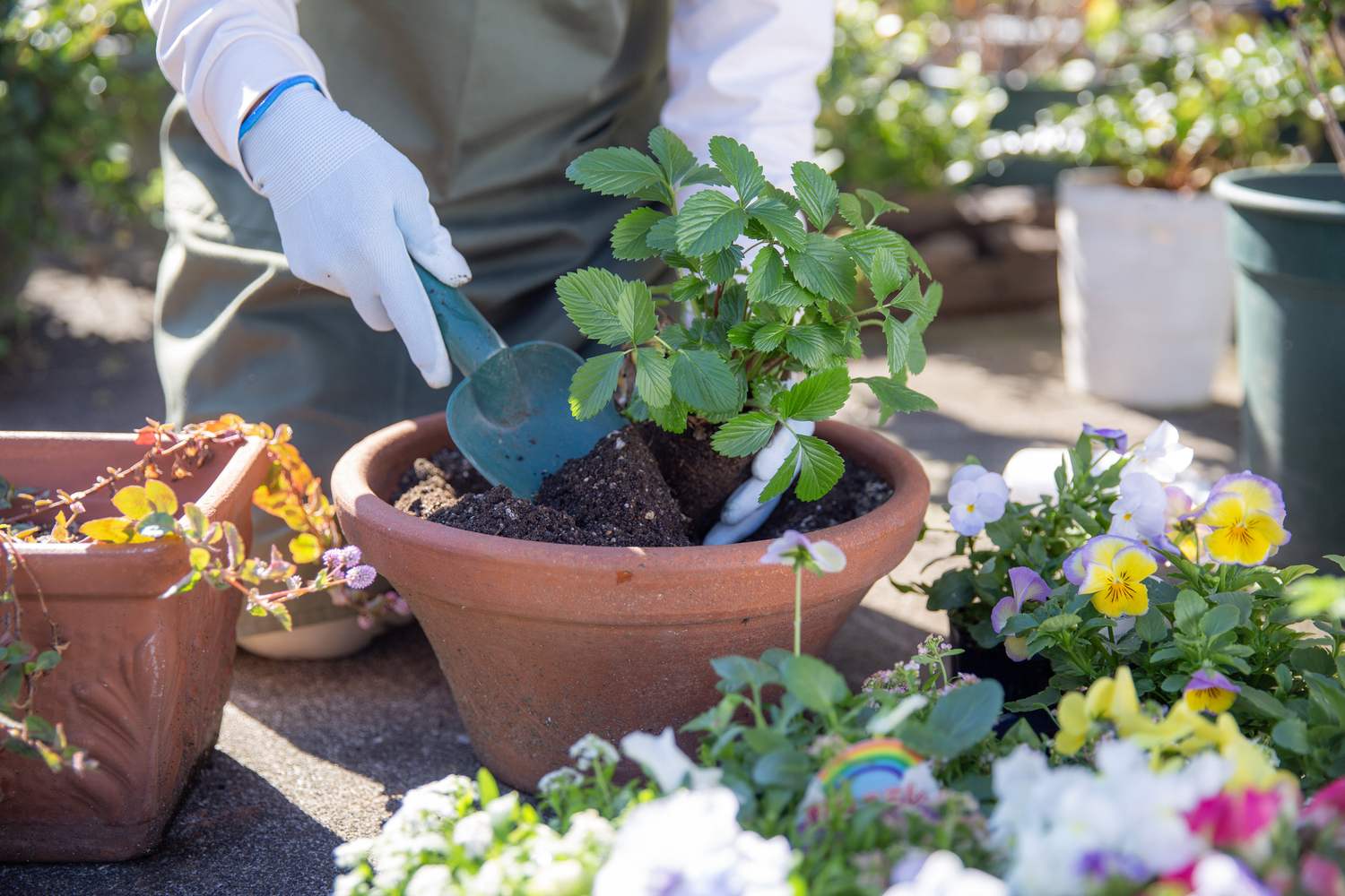 A person wearing white gloves gardening, planting a strawberry plant in a terracotta pot surrounded by colourful flowers.